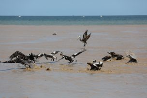 Justicia ambiental detiene desalojos en San Fabian de Alico por embalse Punilla