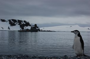 Plástico y químicos amenazan a los animales de la Antártica