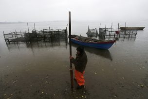 Corte traslada a Valparaíso el caso de vertimiento de salmones en Chiloé
