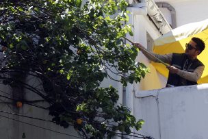 SAG combatirá a la mosca de la fruta con trampas remotas on line