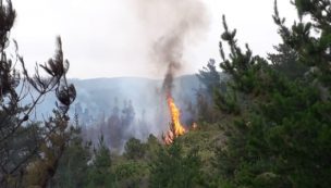 Conaf decreta alerta roja por incendio forestal en Pichilemu que ya consume 15 hectáreas