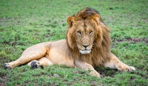 Un león mata a una trabajadora de un zoológico en EE.UU.