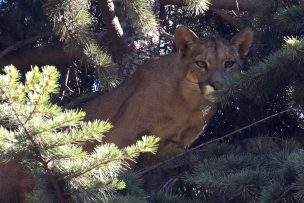 VIDEO | SAG informó que liberó en la cordillera al puma encontrado en Lo Barnechea