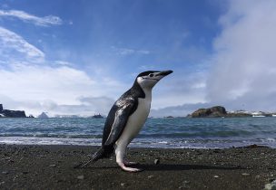 Revisa el plan presentado para la Antártica y las mejores fotos de la zona