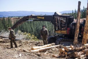 Forestales se muestran dispuestas a devolver tierras a comunidades indígenas