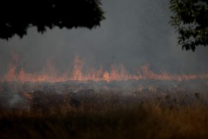 Onemi declara Alerta Roja por incendio forestal en la comuna de San Antonio