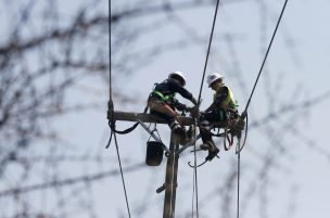 CGE anuncia querella por intervención de cables en tendido eléctrico en comuna de Navidad