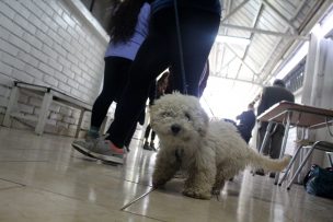 Municipio de La Pintana presenta querella por Ley Cholito por abandono de perros