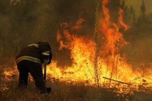 Colegio Médico Veterinario reporta situación de animales afectados por incendios