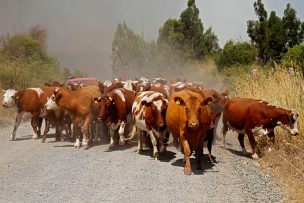 Censo del agro: 2.890.840 vacunos y  2.657.055 cerdos a nivel nacional