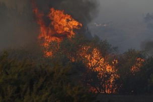 Alerta roja en Melipilla por incendio forestal que amenaza a viviendas