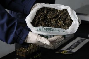 Incautan 17 mil plantas de marihuana avaluada en $6.500 millones en norte chico