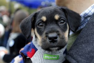 Denuncian envenenamiento masivo de perros en Temuco