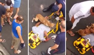 Perro defiende con furia a su dueño que se desmayó en la vía pública