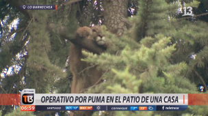 Puma arriba de un árbol en casa de Lo Barnechea provoca amplio operativo