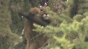 Después de 15 horas, rescatan al puma atrapado en Lo Barnechea: no cayó en los colchones