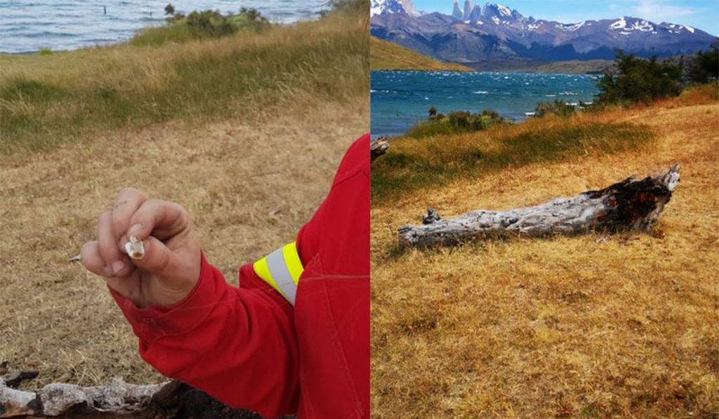 Irresponsable: cigarro mal apagado en Torres del Paine pudo generar un incendio forestal