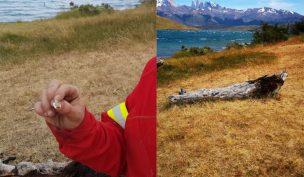 Irresponsable: cigarro mal apagado en Torres del Paine pudo generar un incendio forestal