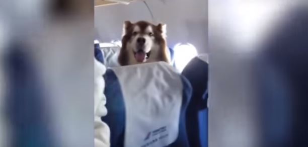 Furor causa video del comportamiento de un perro a bordo de un avión