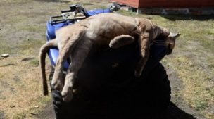 Puma terminó muerto por una trampa de caza en el Parque Nacional Pali Aike