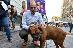 De acuerdo al Minvu, el principal problema de los barrios son los perros callejeros