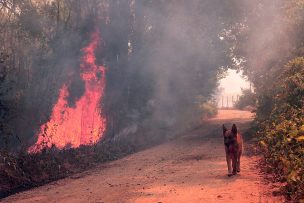 Onemi declara Alerta Roja para la comuna de Chillán por incendio forestal