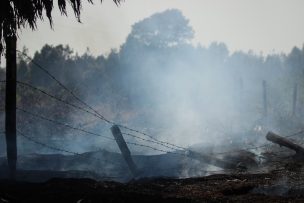 Incendios forestales: Cinco detenidos por iniciar fuego en Ancud