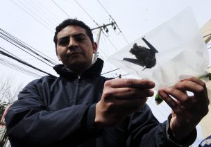El tercero en 2019: Encuentran murciélago con rabia en Los Ríos