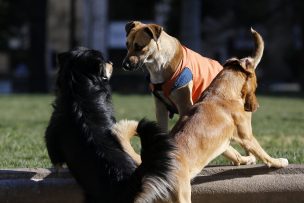 Gobierno anuncia $1.400 millones para esterilizaciones de perros callejeros