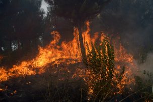 32 incendios forestales continúan activos