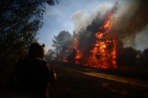 Onemi reporta 44 incendios forestales de los cuales 15 se mantienen activos