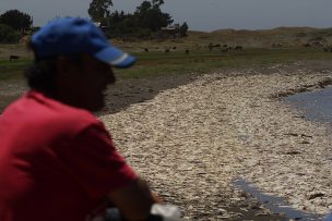 Alerta en Atacama por nueva varazón de jibias