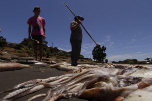 La jibia se esfumó del Biobío y tiene cesantes al 70% de pescadores artesanales