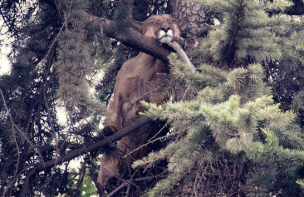 FOTOS I Puma fue sedado y rescatado con éxito por personal del SAG en Chicureo