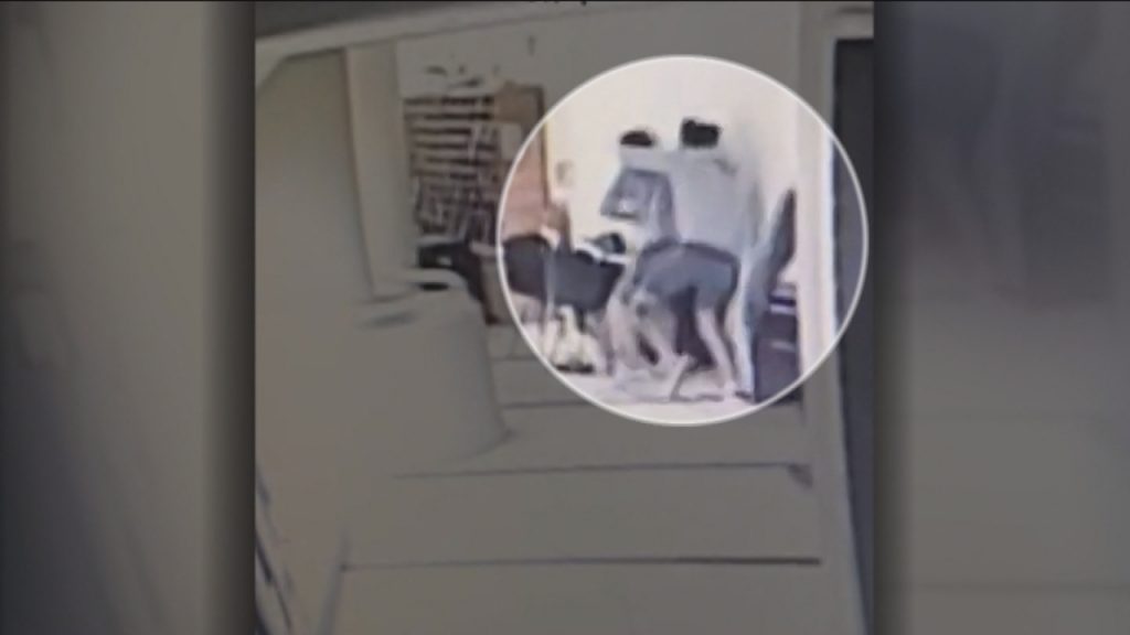 Brutal pelea en condominio San Alfonso del Mar en Algarrobo