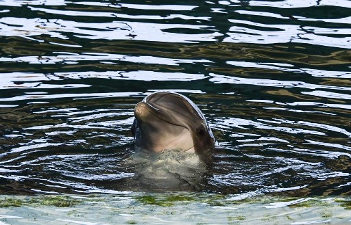 Senador Girardi denuncia matanza de delfines y su posible consumo humano