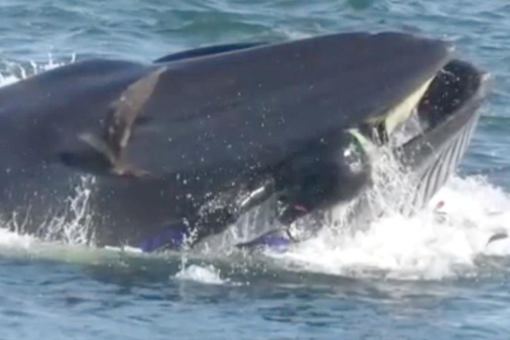 Ballena se tragó a un buzo y salió vivo para contarlo: “Asumí que me escupiría”
