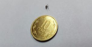 Confirman hallazgo de mosquito que es capaz de transmitir dengue y zika en Iquique