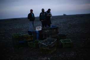 Marea Roja: Levantan prohibición de extracción de mariscos al sur de Chiloé