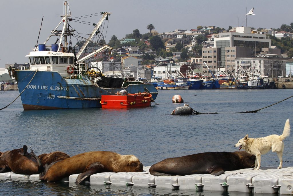 Acusan a Corpesca de la muerte de una veintena de delfines