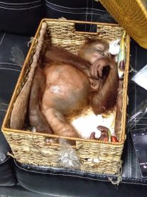 Orangután fue drogado y metido en una maleta por turista que lo quería como mascota