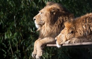 Elefante mata a cazador furtivo y su cuerpo es devorado por leones en Sudáfrica