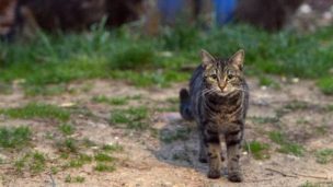 Gobierno de Australia matará a gatos salvajes con salchichas envenenadas