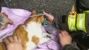 VIDEO | Bomberos reaniman a gatitos administrándoles oxígeno tras incendio