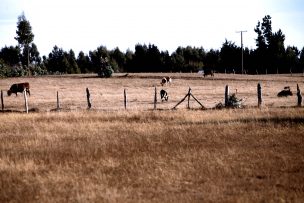 SMA puede pedir ayuda a carabineros para que se concrete el cierre de planta de cerdos