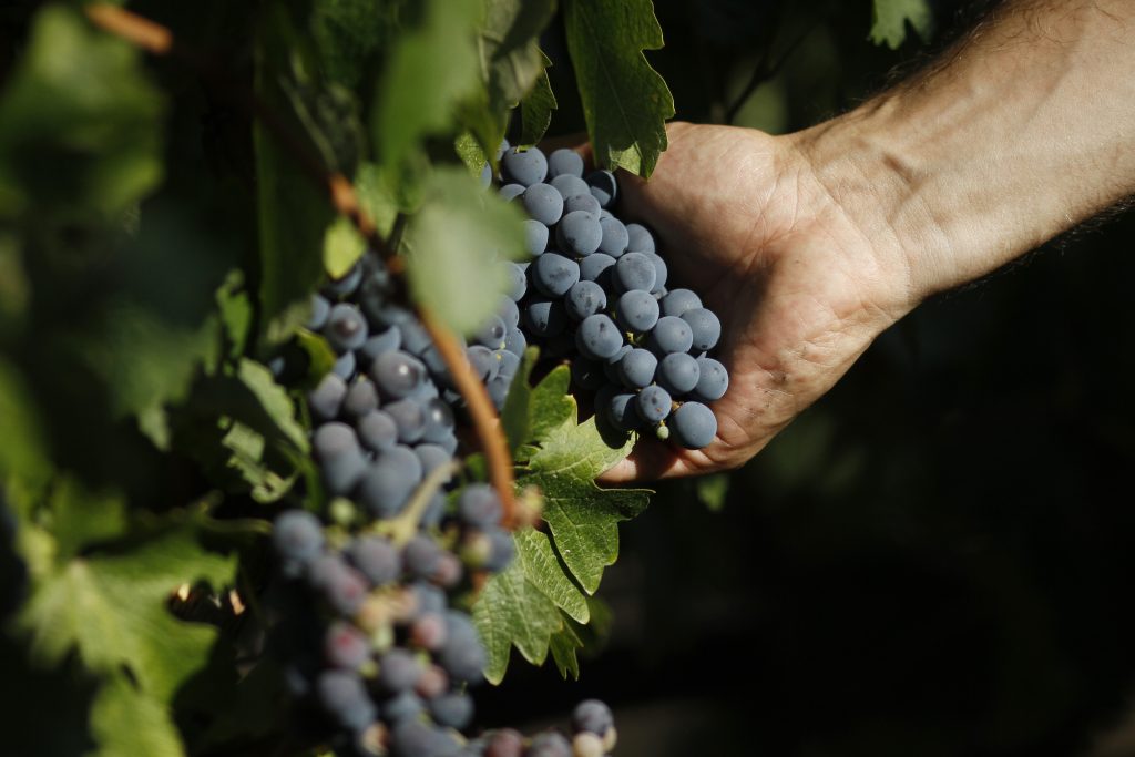 Viñas del Valle del Maipo reabren para celebrar el Día Nacional del Vino