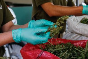 PDI detuvo a sujeto que sembraba y vendía marihuana en Papudo