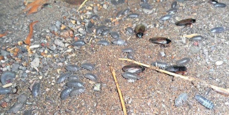 Descubren cucarachas y “hormigas de fuego” tropicales en Iquique