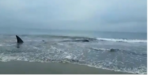 Ballena sei aparece varada en límite de San Pedro de la Paz y Coronel