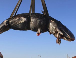 VIDEO | Dramático: Encuentran ballena muerta con 22 kilos de plástico en su estómago